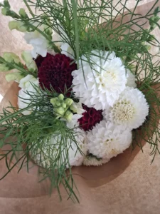 Bouquet élégant de dahlias pompons bordeaux et blancs avec feuillage fin, fleurs coupées à la ferme Languidic