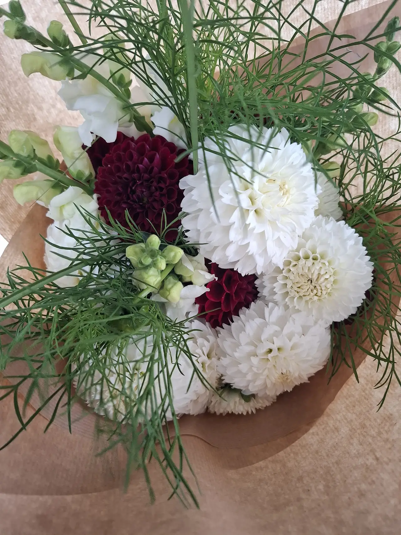 Bouquet élégant de dahlias pompons bordeaux et blancs avec feuillage fin, fleurs coupées à la ferme Languidic