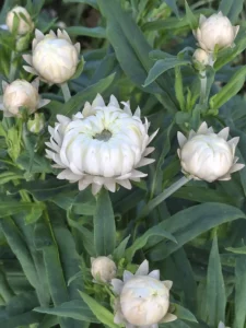 Boutons d'immortelles blanches prêts à éclore, de futures fleurs séchées de grande qualité.
