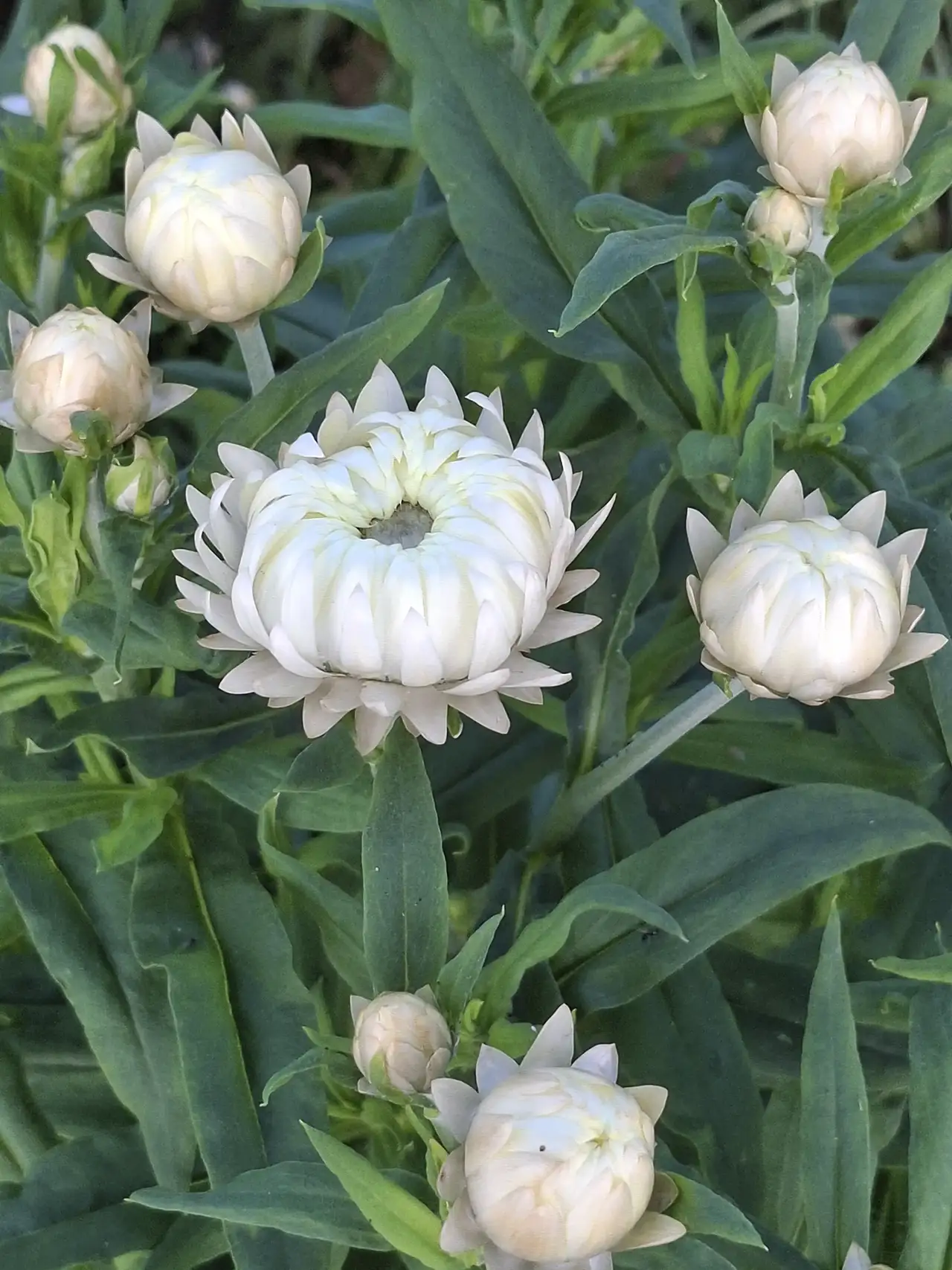 Boutons d'immortelles blanches prêts à éclore, de futures fleurs séchées de grande qualité.