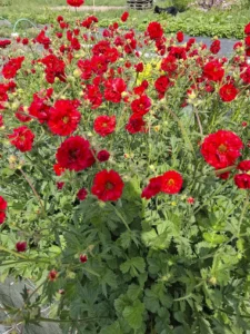 Petites fleurs rouges champêtres apportant une touche sauvage et délicate à nos bouquets.