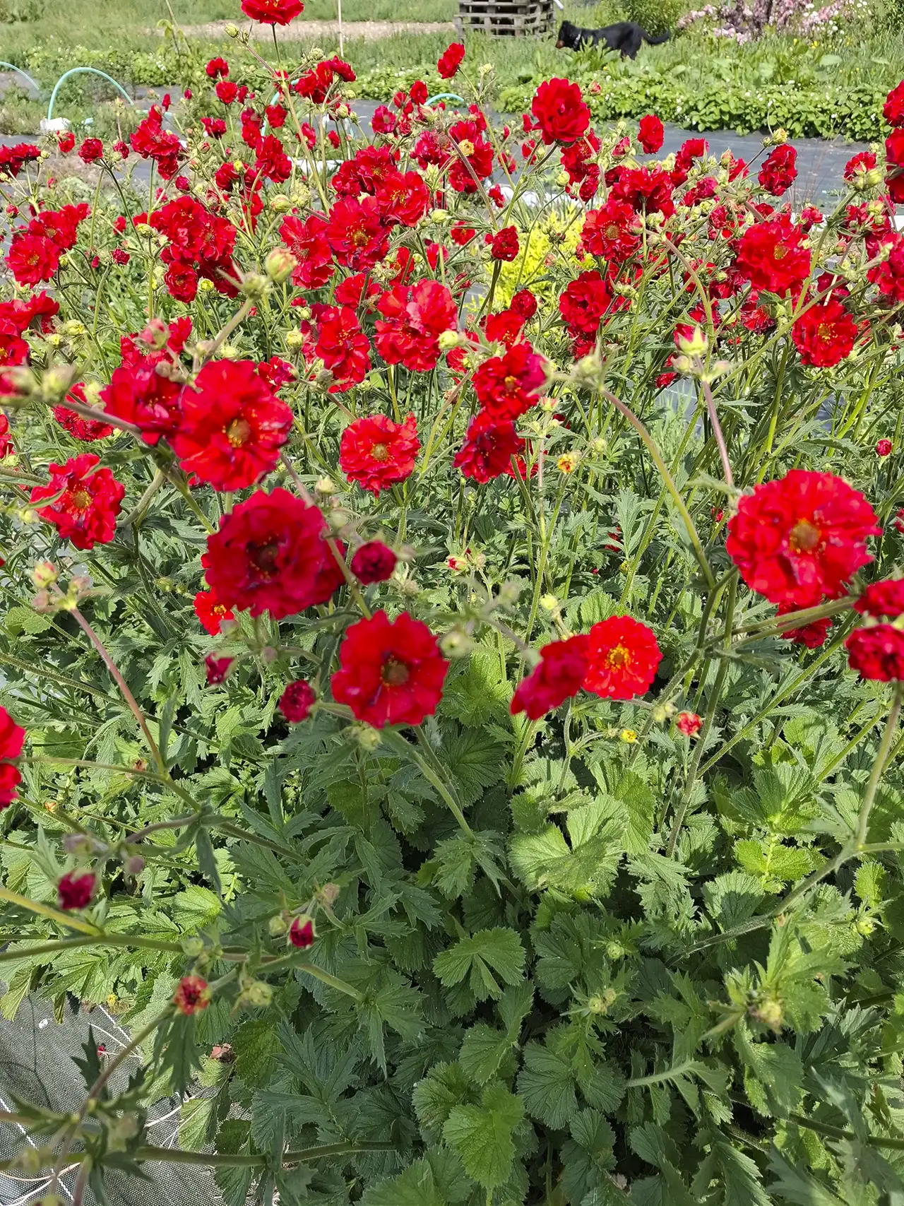 Petites fleurs rouges champêtres apportant une touche sauvage et délicate à nos bouquets.