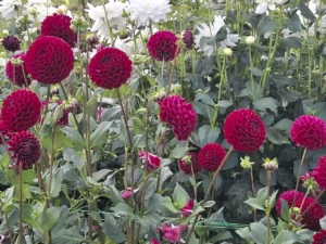 Culture en plein air de dahlias pompons rouges à La Ferme en Bouquet, Languidic.