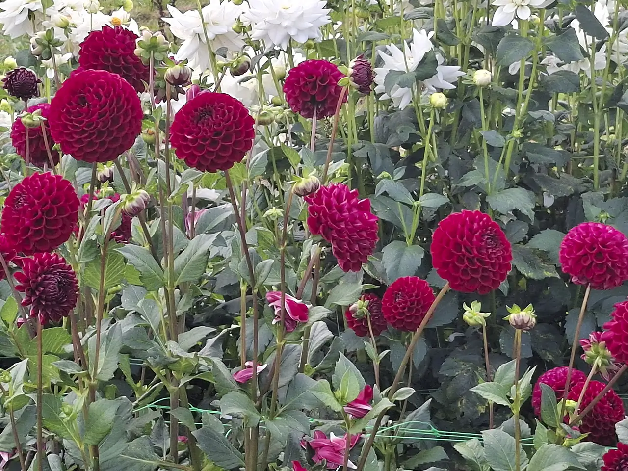 Culture en plein air de dahlias pompons rouges à La Ferme en Bouquet, Languidic.