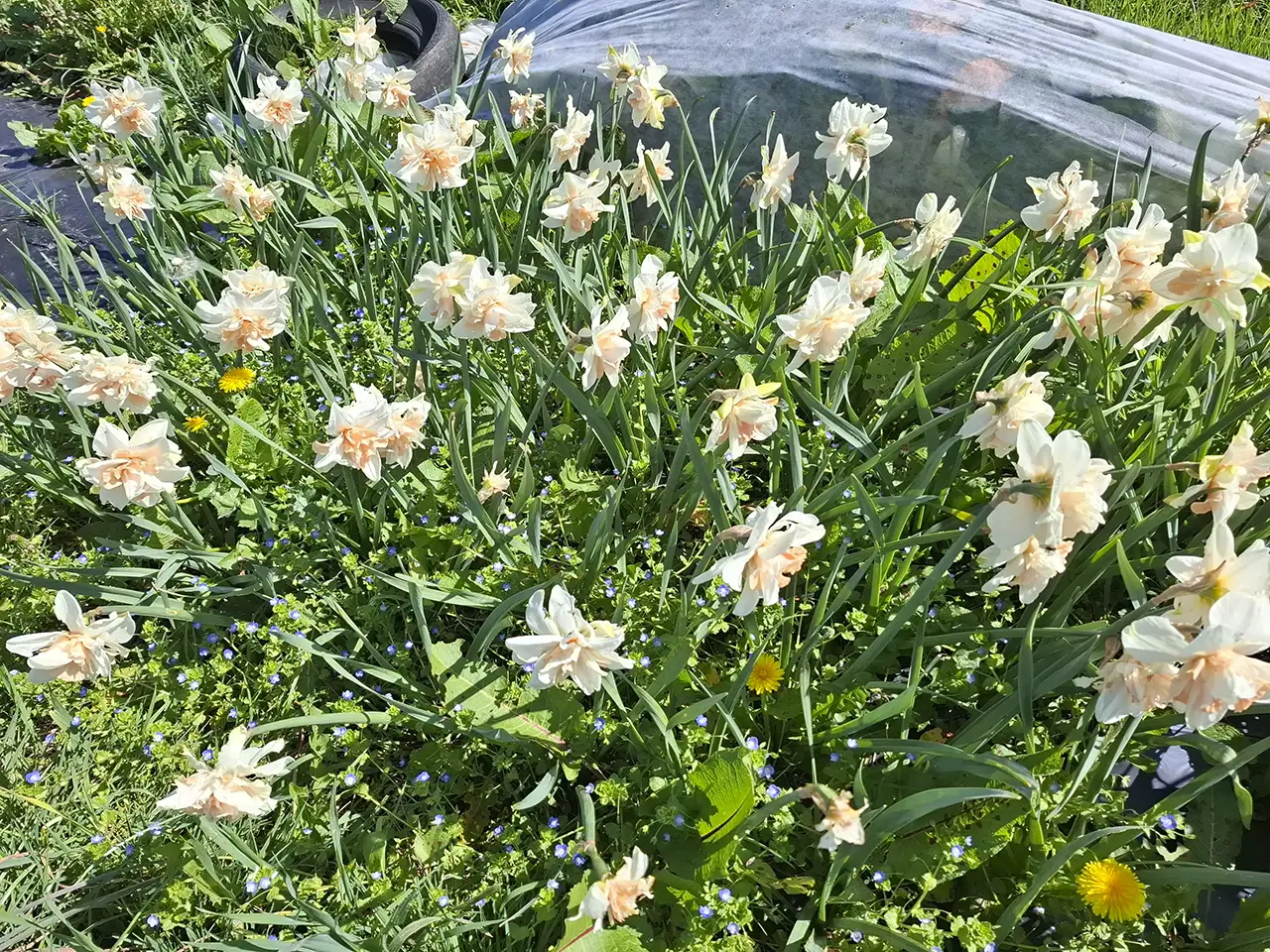 Vue sur notre culture de narcisses doubles blancs et pêche au début du printemps.