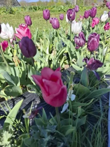 Lignes colorées de notre champ de tulipes violettes lors de la saison printanière.