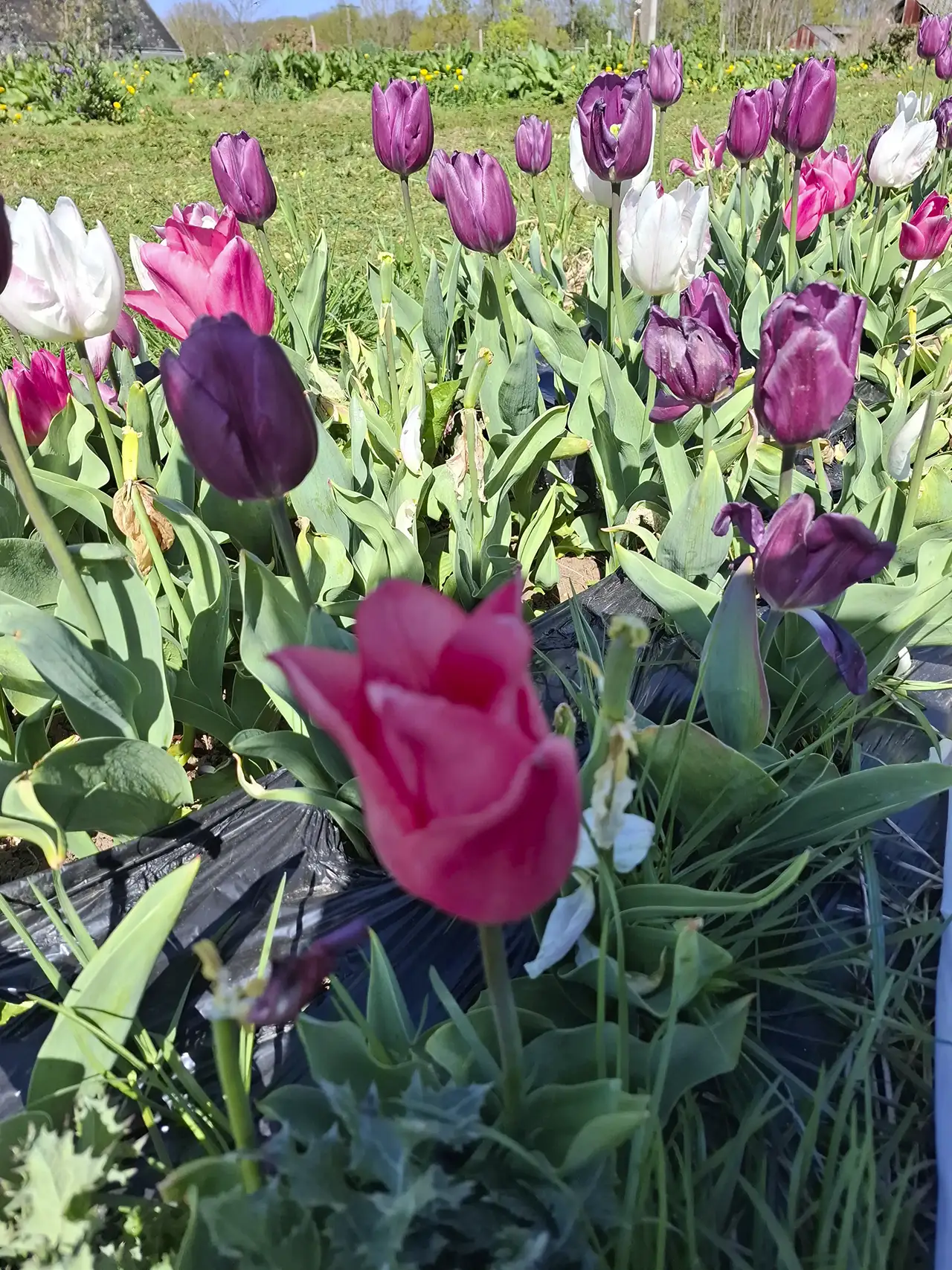 Lignes colorées de notre champ de tulipes violettes lors de la saison printanière.