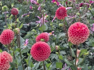 Rangée de dahlias pompons saumon s'épanouissant sous le soleil de notre ferme florale.
