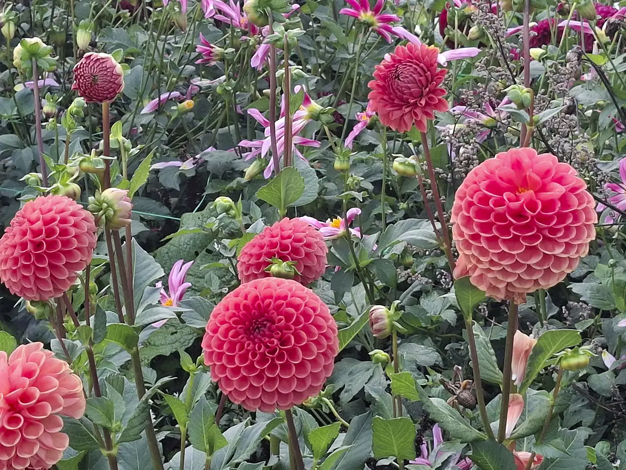 Rangée de dahlias pompons saumon s'épanouissant sous le soleil de notre ferme florale.