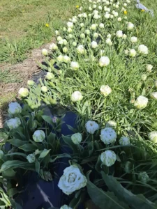 Culture de tulipes blanches frangées, protégées et choyées pour garantir des bouquets d'exception.