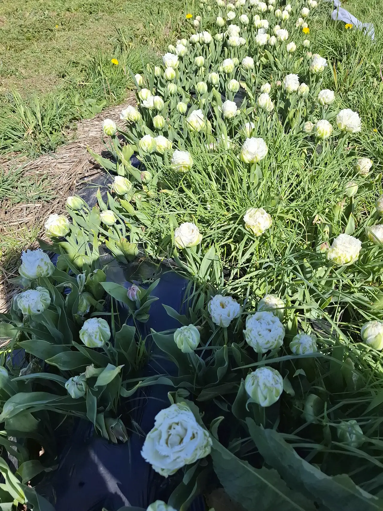Culture de tulipes blanches frangées, protégées et choyées pour garantir des bouquets d'exception.