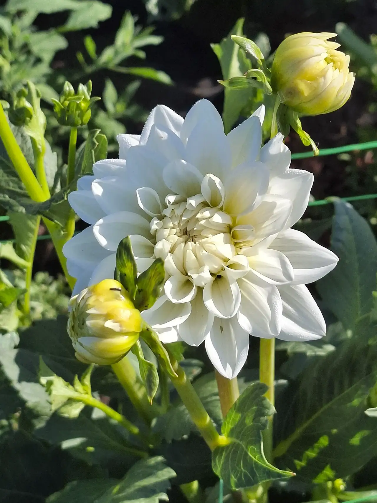 Éclosion d'un magnifique dahlia blanc à côté de son bourgeon dans nos champs de Languidic