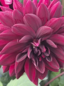 Dahlia d'un bordeaux profond et velouté, cultivé sans produits chimiques à Languidic