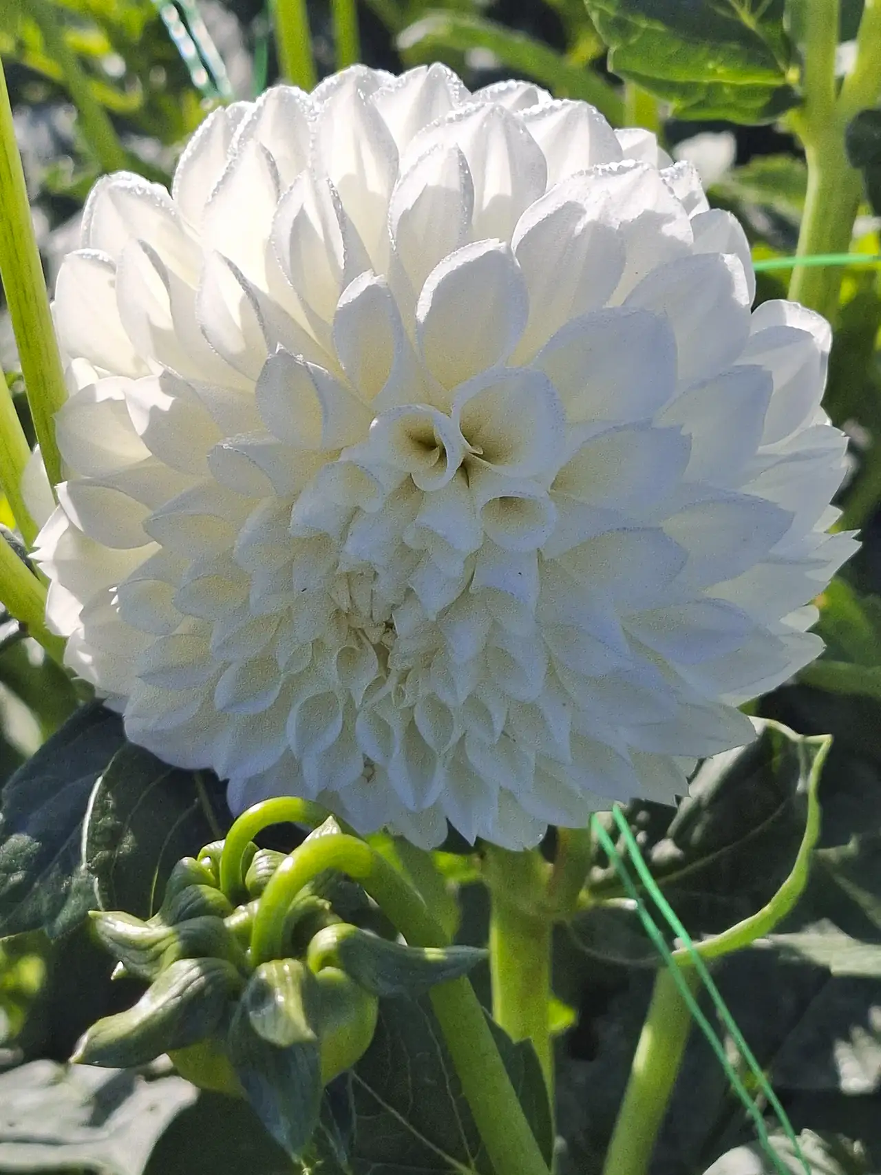 Dahlia pompon d'un blanc immaculé, parfait pour les décorations de mariage et de cérémonie