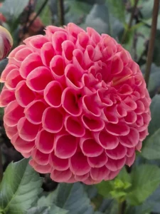 Fleur de dahlia pompon couleur saumon, idéale pour apporter de la rondeur aux bouquets de saison.