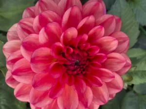Gros plan sur les pétales d'un dahlia rose corail éclatant, production florale locale dans le Morbihan