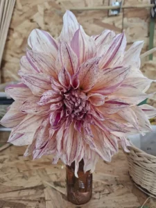 Variété originale de dahlia rose clair strié de fuchsia, cultivée à Languidic.