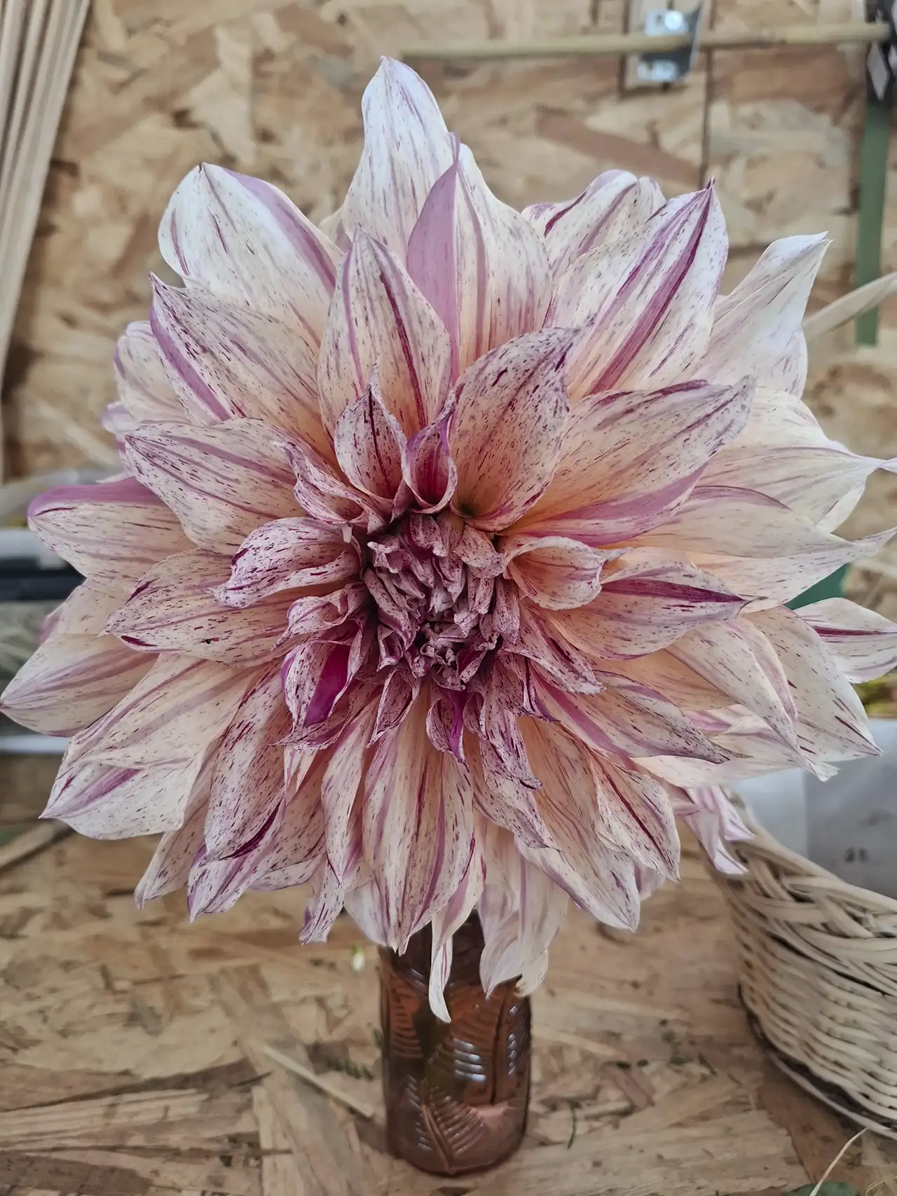 Variété originale de dahlia rose clair strié de fuchsia, cultivée à Languidic.