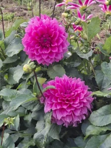 Deux dahlias de couleur fuchsia épanouis en plein champ à La Ferme en Bouquet.