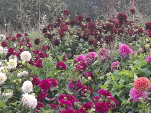 Plants de dahlias aux teintes rouges et bordeaux dans notre espace de production florale.