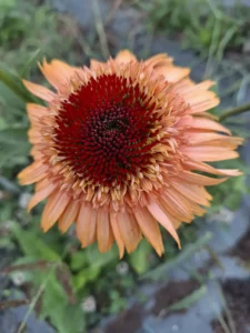 Superbe fleur d'échinacée orange au cœur foncé cultivée par La Ferme en Bouquet à Languidic.