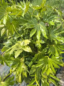 Feuille de fatsia japonica d'un vert brillant, utilisée comme feuillage structurant par notre artisan fleuriste.