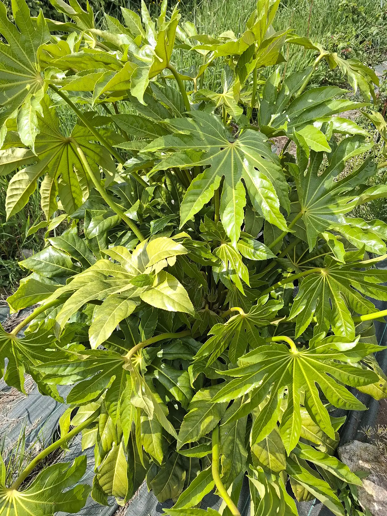Feuille de fatsia japonica d'un vert brillant, utilisée comme feuillage structurant par notre artisan fleuriste.