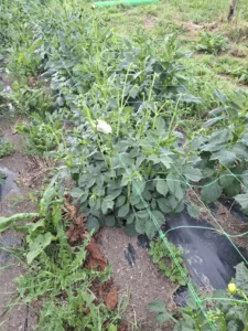 La rigueur de notre production : des filets maintiennent les tiges de dahlias pour qu'elles poussent droites.