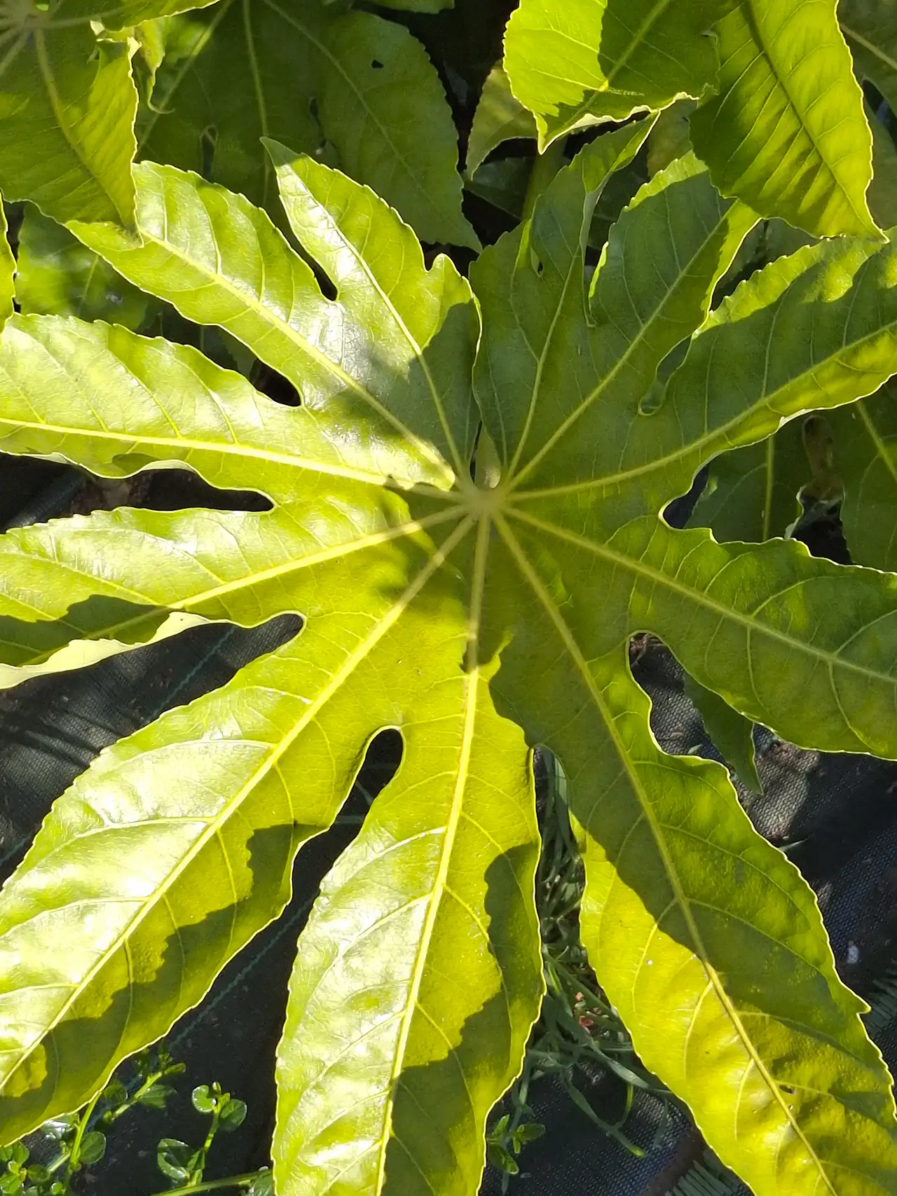Superbe feuillage vert de fatsia traversé par la lumière du soleil dans notre espace de culture.