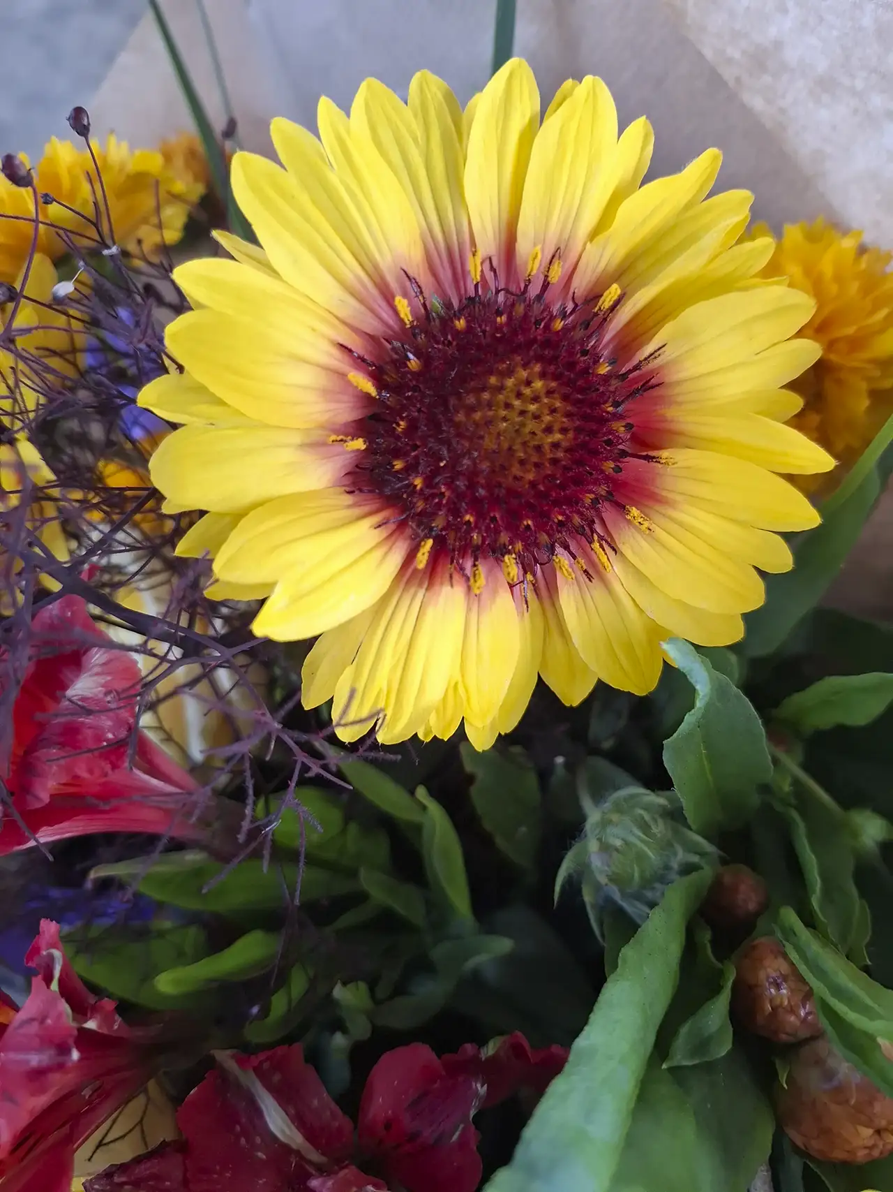 Gros plan sur une gaillarde aux pétales jaunes et au cœur rouge profond, récoltée dans le Morbihan.