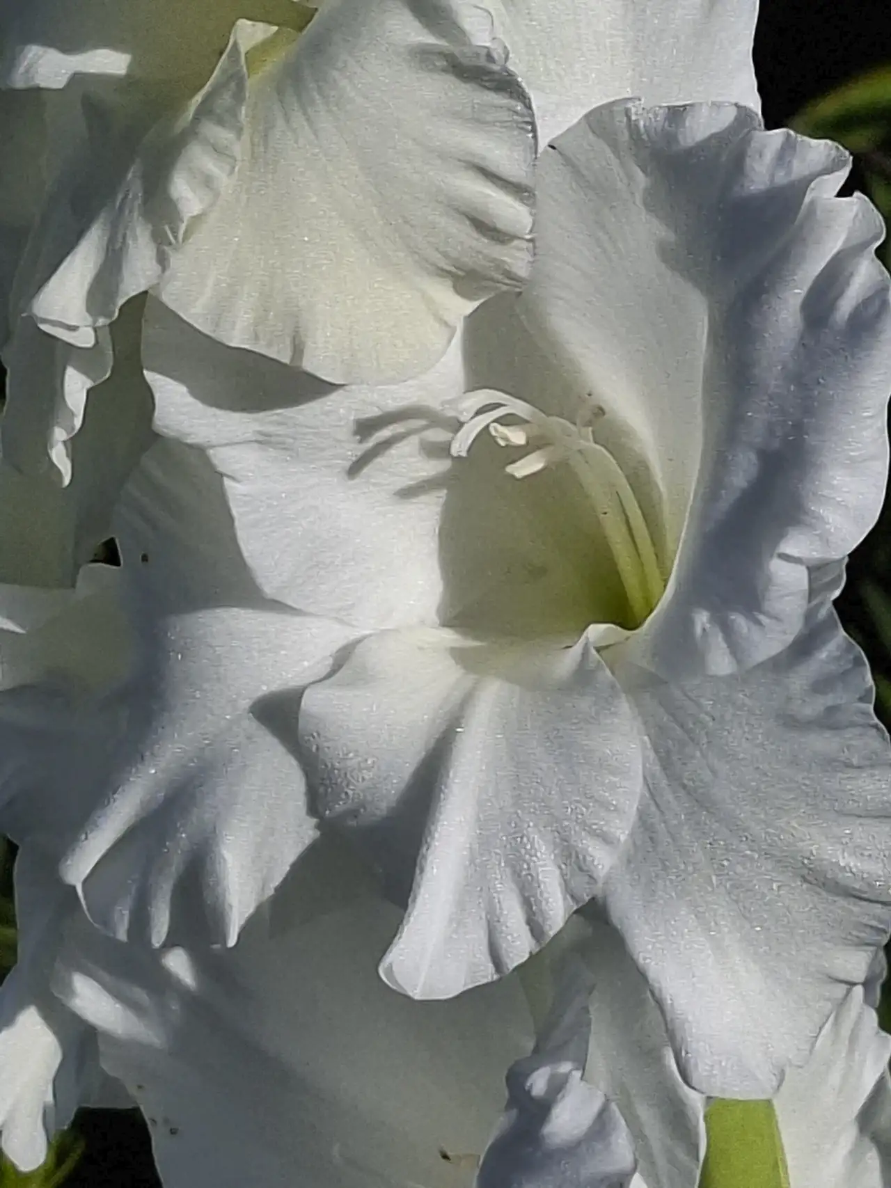 Gros plan sur les pétales texturés d'un glaïeul blanc cultivé par La Ferme en Bouquet.