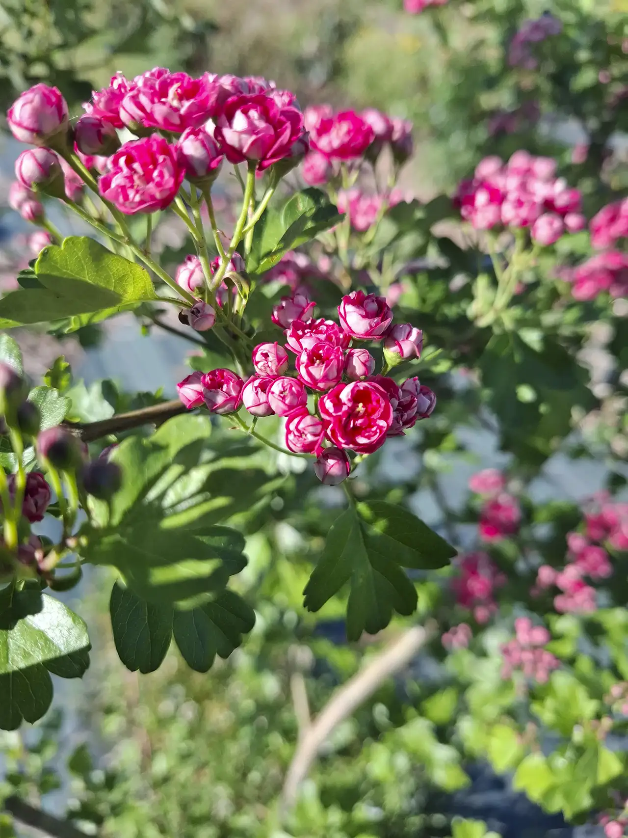 Petites fleurs roses d'aubépine, parfaites pour donner un aspect sauvage et champêtre aux créations.