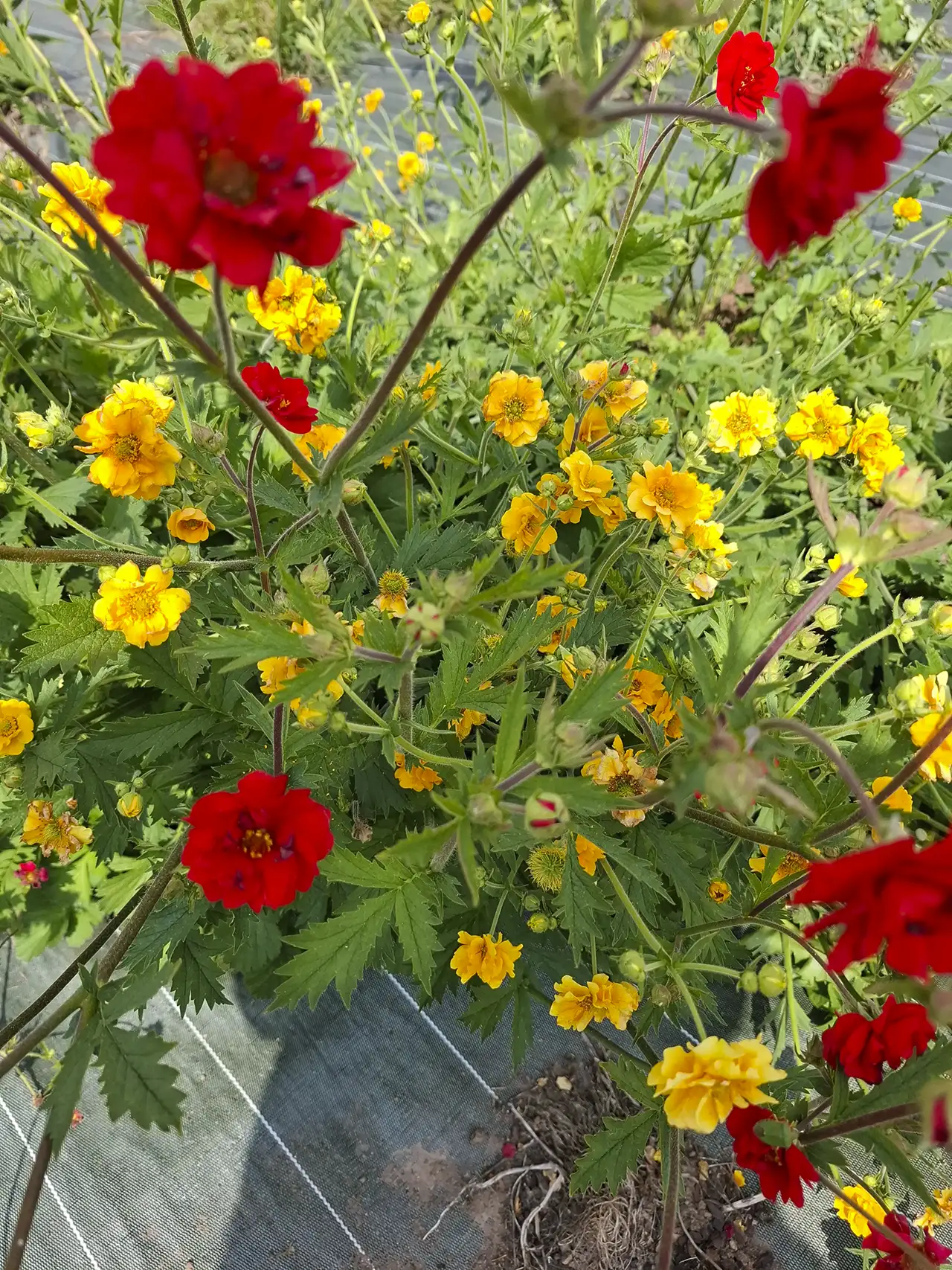 Mélange naturel de fleurettes rouges et jaunes poussant librement dans notre ferme florale.