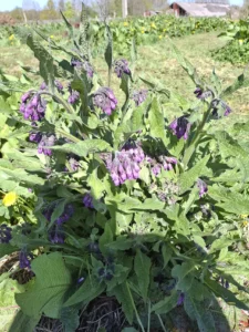 Fleurs de consoude violettes attirant les abeilles, preuves d'une agriculture respectueuse du vivant