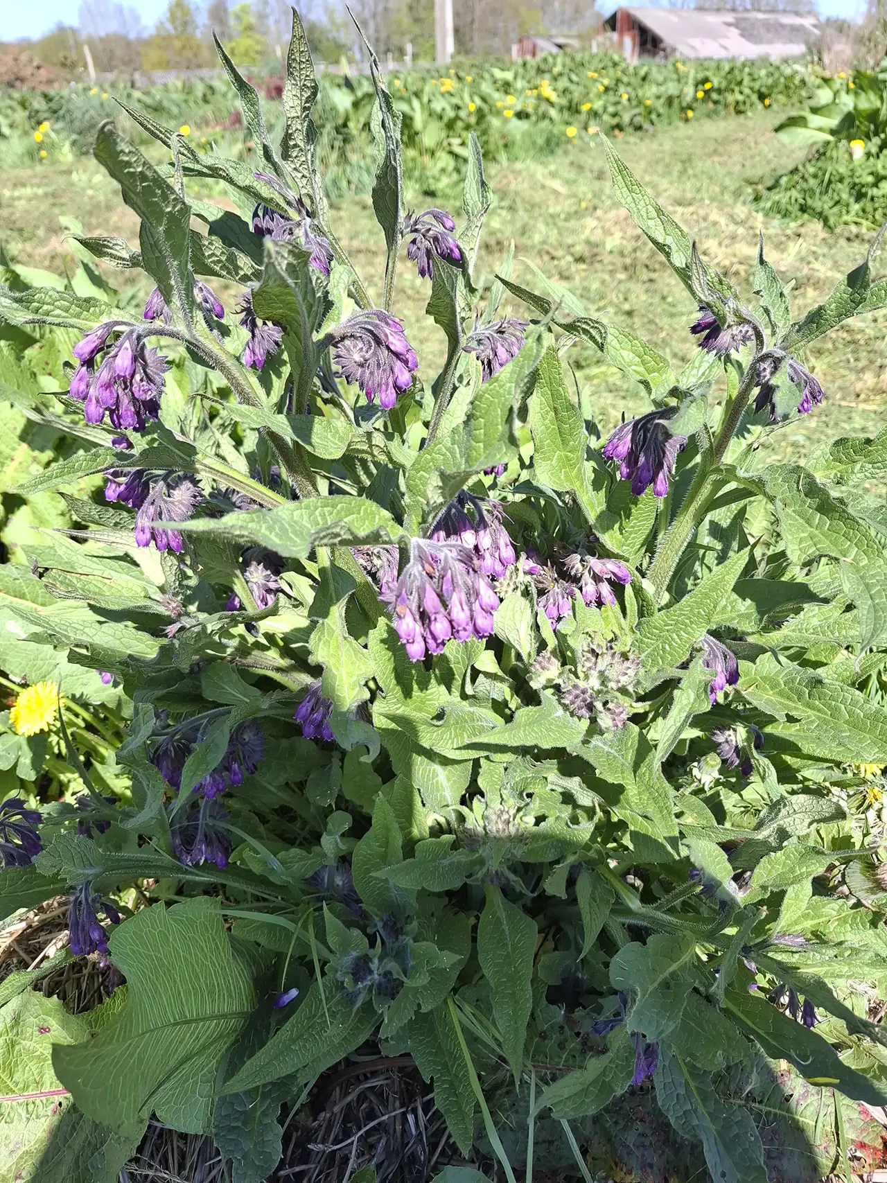 Fleurs de consoude violettes attirant les abeilles, preuves d'une agriculture respectueuse du vivant