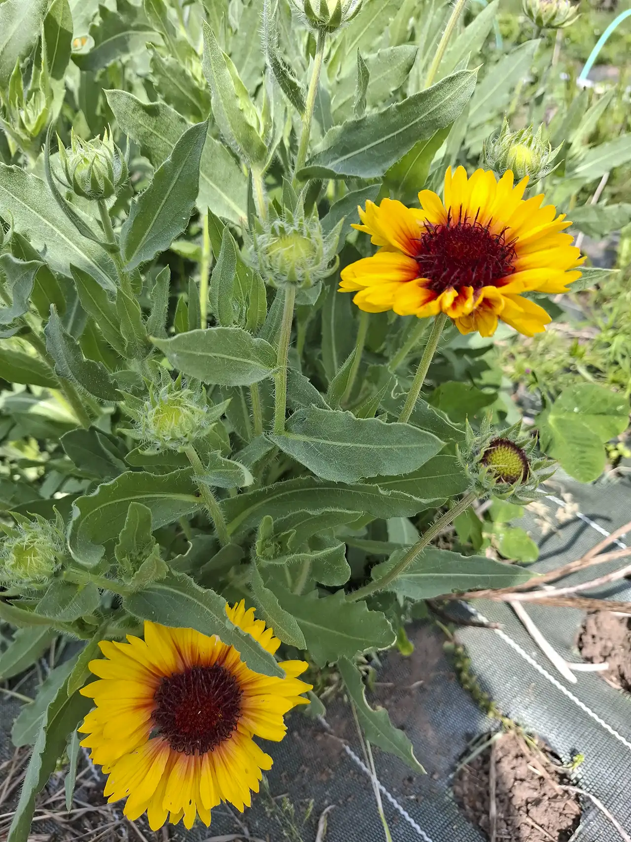 Culture de gaillardes bicolores jaune et rouge, des fleurs d'été rayonnantes.