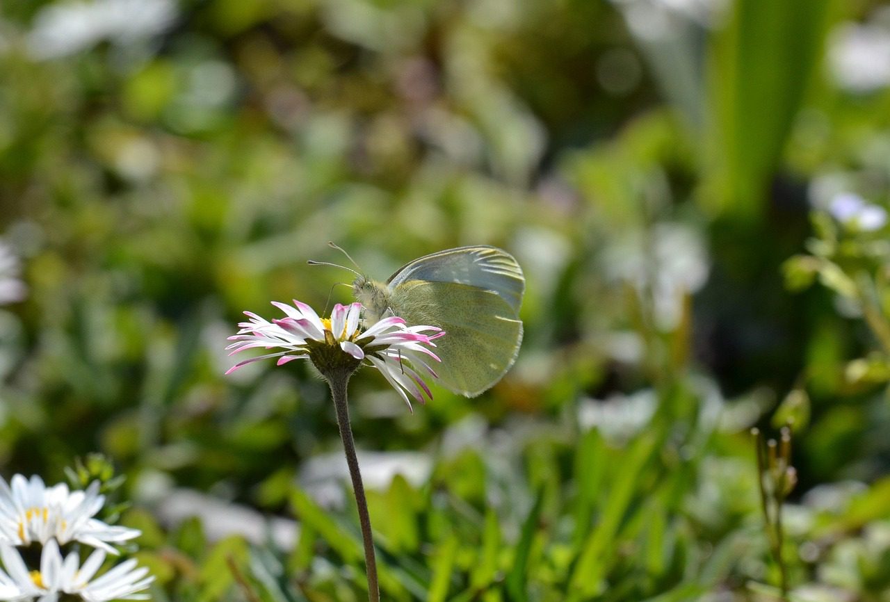 nature, fleur, pâquerette, papillon, herbe