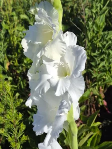 Hampe florale de glaïeul blanc, apportant de la verticalité à nos grandes compositions.