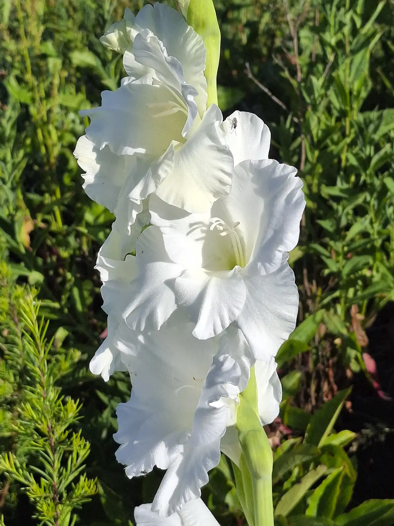 Hampe florale de glaïeul blanc, apportant de la verticalité à nos grandes compositions.