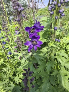 Hautes hampes de delphinium violet foncé, idéales pour donner de la hauteur aux compositions d'été.