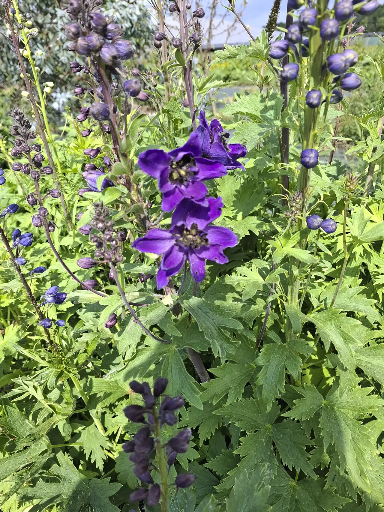 Hautes hampes de delphinium violet foncé, idéales pour donner de la hauteur aux compositions d'été.
