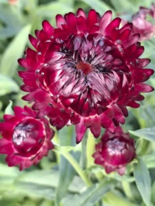 Fleurs d'immortelles à bractées de couleur bordeaux, cultivées pour nos futurs bouquets secs.
