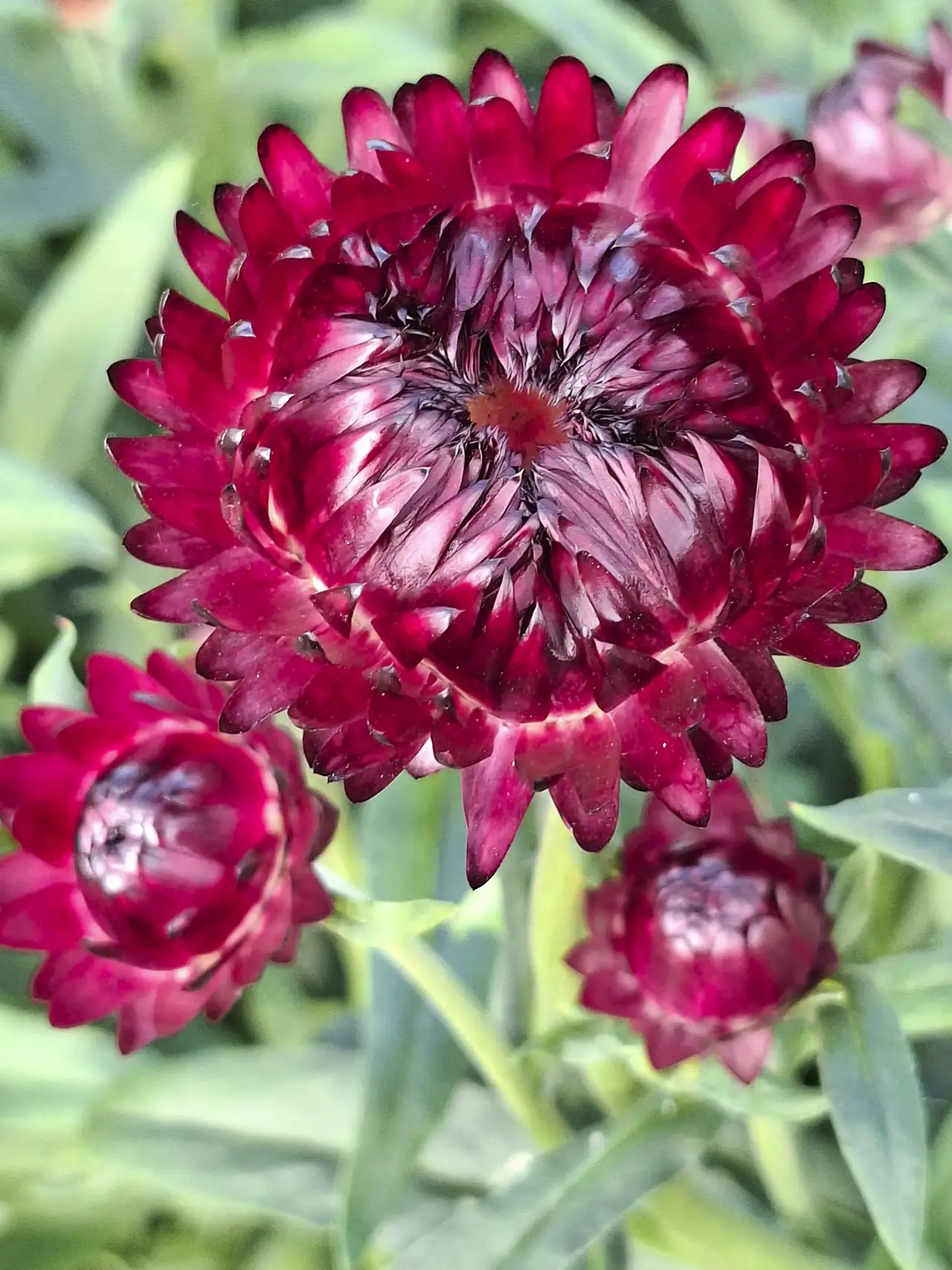 Fleurs d'immortelles à bractées de couleur bordeaux, cultivées pour nos futurs bouquets secs.