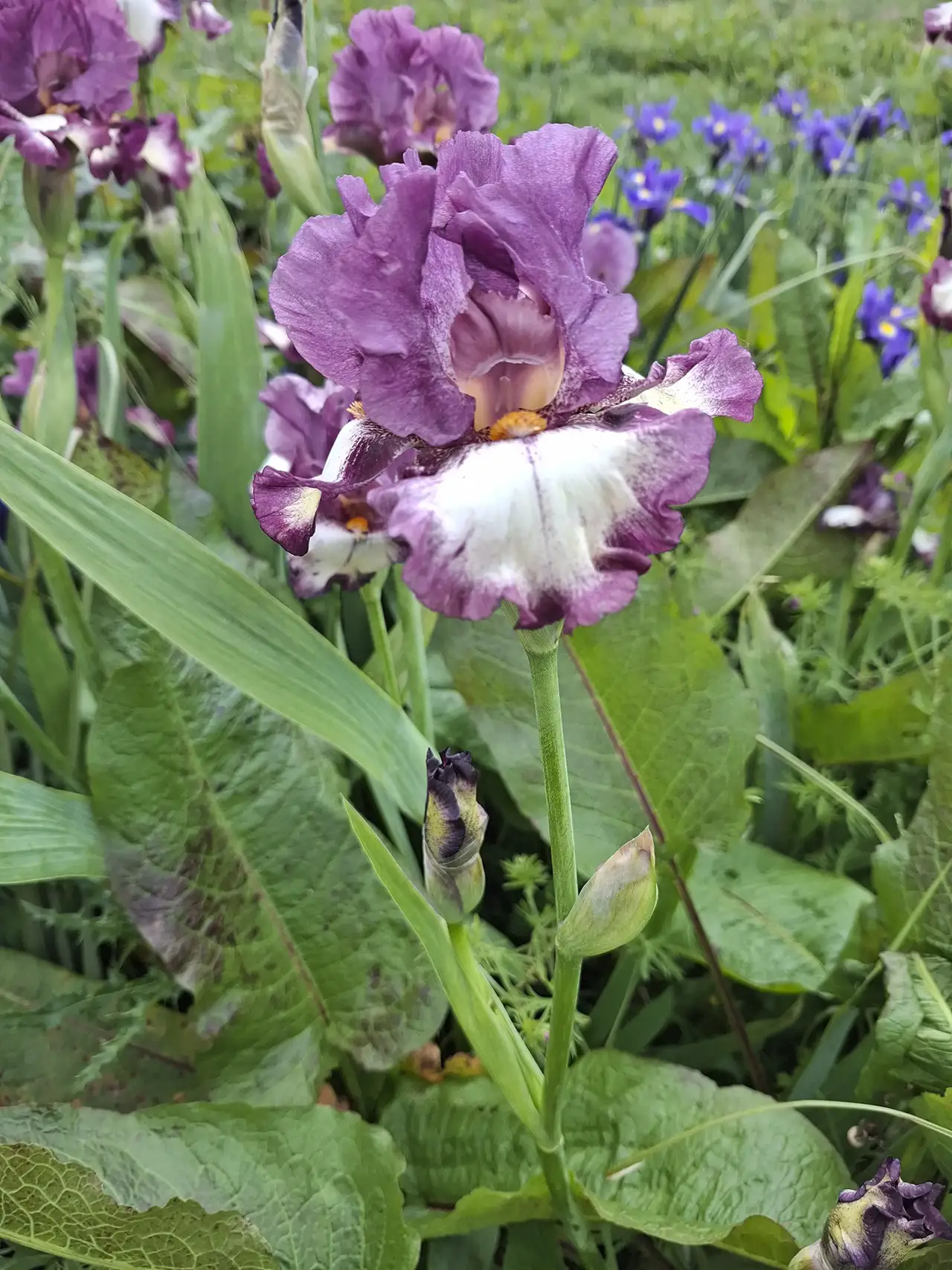 Majestueux iris bicolore violet et blanc issu de notre culture printanière éco-responsable.