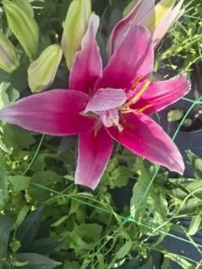 Impressionnante fleur de lys rose fuchsia, reconnue pour son élégance et son parfum puissant
