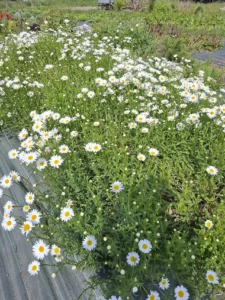 Marguerites blanches cultivées sur toile de paillage pour une agriculture raisonnée sans désherbant