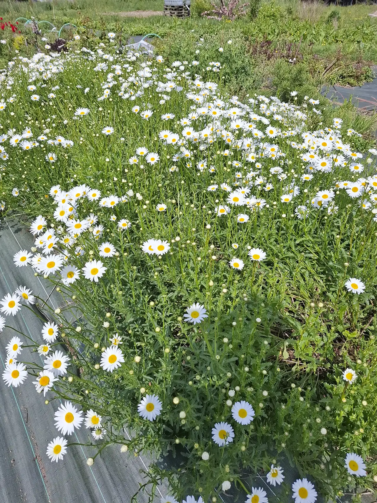Marguerites blanches cultivées sur toile de paillage pour une agriculture raisonnée sans désherbant