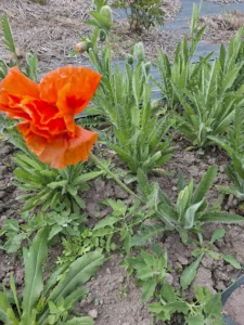 Grand pavot oriental orange vif, une fleur éphémère et poétique cultivée dans notre jardin
