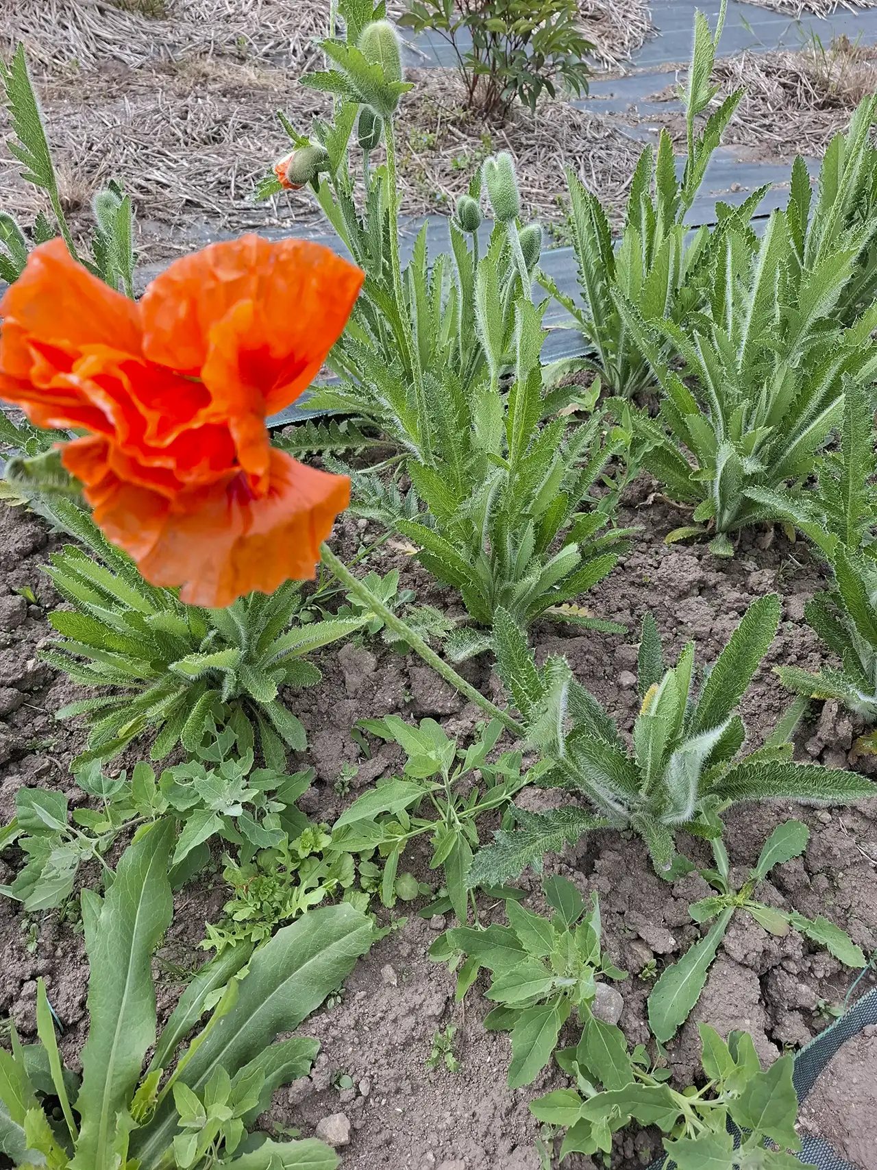 Grand pavot oriental orange vif, une fleur éphémère et poétique cultivée dans notre jardin