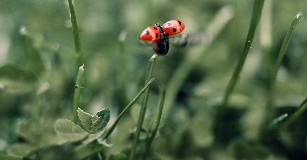 Close-up of a ladybug perched on a grass blade surrounded by green foliage.